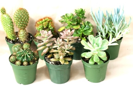4" Cactus Assortment