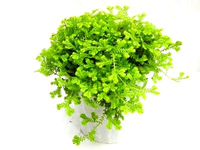 4 Salaginella Golden Moss : Z Plants, the Best Florist Quality Plant ...